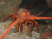 The California Spiny Lobster is a eaters delight. No claws on this one, but more meat in the tail.