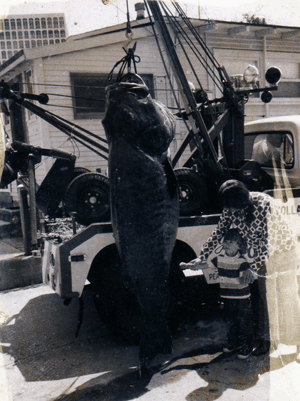 687lb Black Sea Bass caught off La Jolla Cove - photo provided by Eber